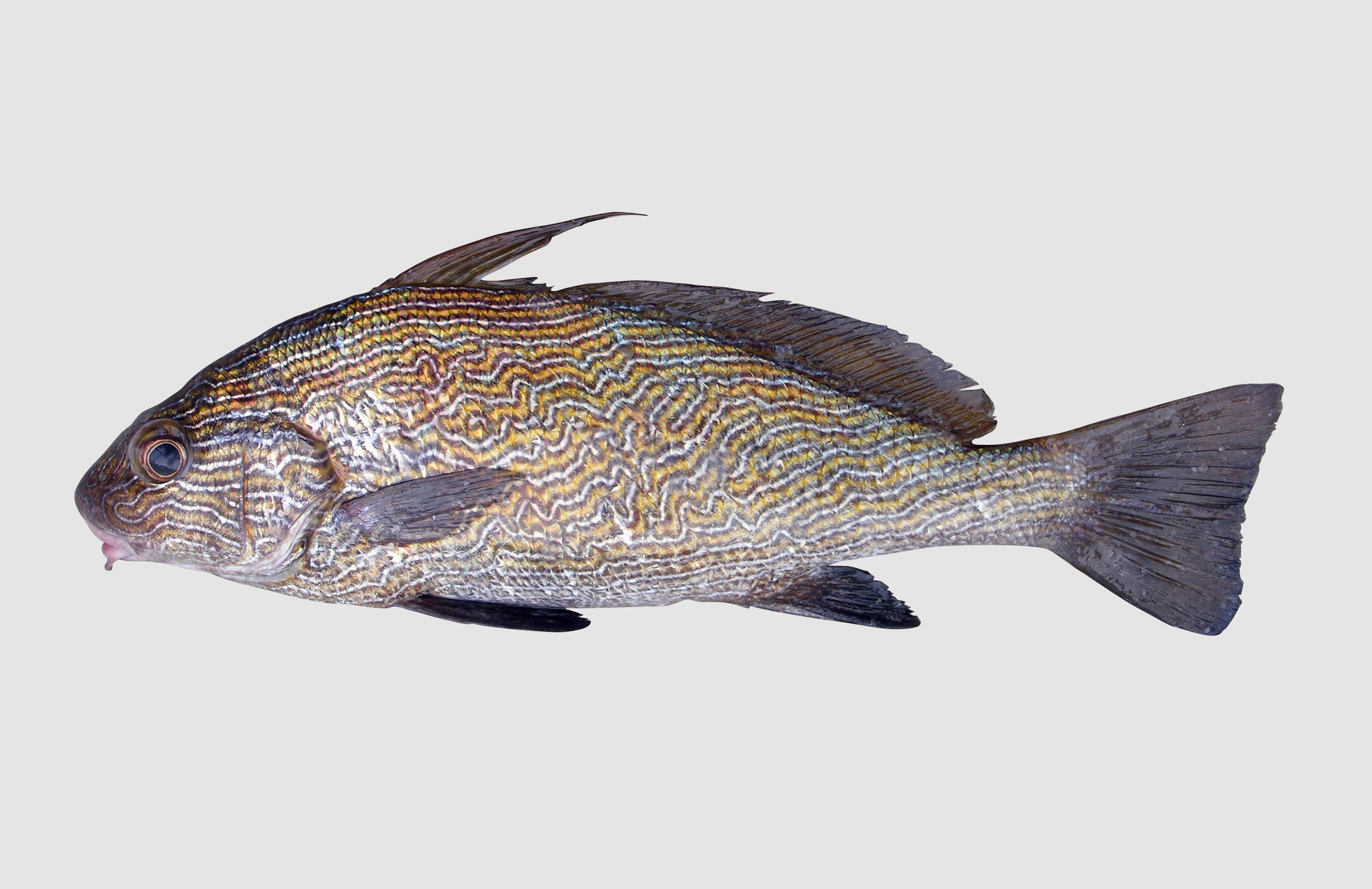 (Umbrina Cuvier, 1816) Род Умбрины, Genus Umbrina Cuvier, 1816 (Drums